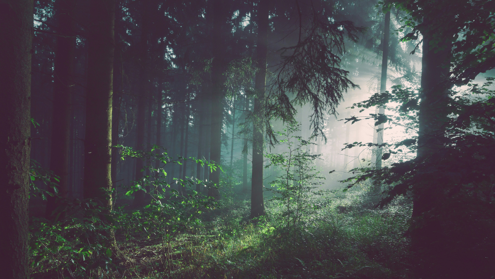 Roundtable: What is the Ideal Portfolio Construction for Evergreen Funds?